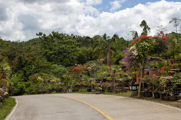 beautiful village road, with flowers on the side of the road, in a tropical jungle, sunny day, illustration of outdoor activities and travel