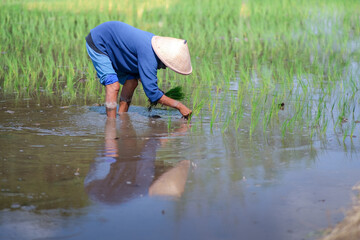 A farmer is planting rice in a field and her reflection.