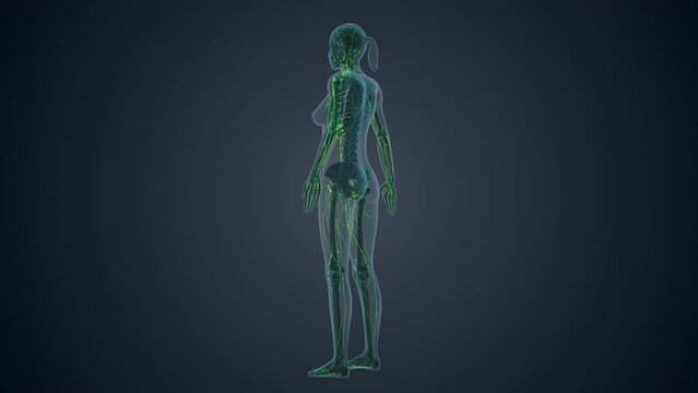Lymphatic system of female body