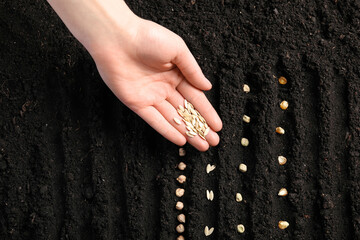 Woman planting cucumber seeds into fertile soil, top view. Vegetable growing