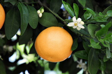 Ripe grapefruit and flowers growing on tree outdoors