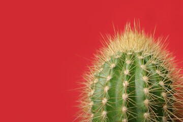Beautiful green cactus on red background, closeup with space for text. Tropical plant