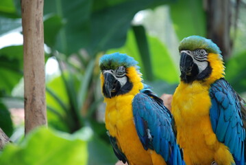 birds