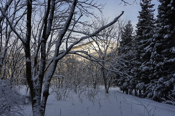 trees in snow