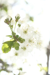 Fototapeta na wymiar Inflorescence of white apple flowers on blurred background.