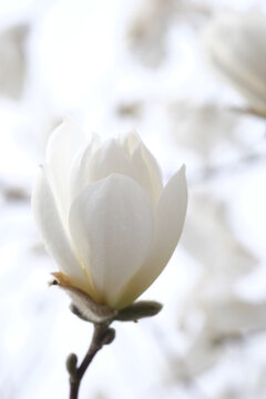 Bud of white magnolia on the background of the sky.