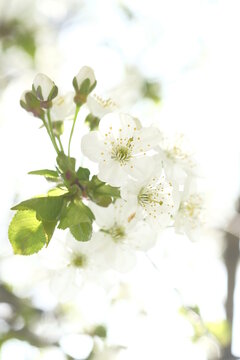 Inflorescence of white apple flowers on blurred background.