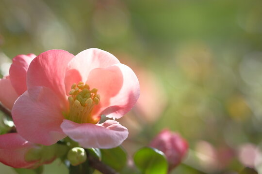 Apple blossom is pink. Tree branches.