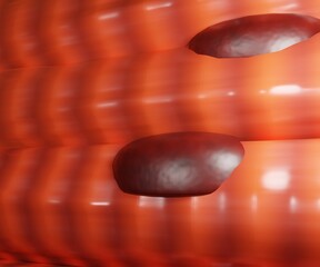 Skeletal muscle cells are long, cylindrical, and striated. A skeletal muscle contains multiple fascicles – bundles of muscle fibers 3d rendering