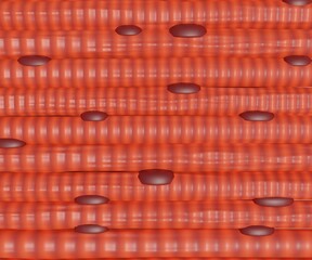 Skeletal muscle cells are long, cylindrical, and striated. A skeletal muscle contains multiple fascicles – bundles of muscle fibers 3d rendering