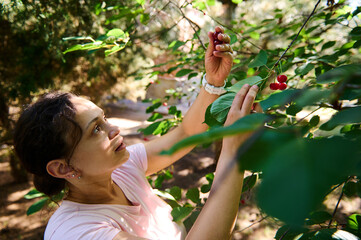 Serene middle-aged multi-ethnic woman, amateur farmer agriculturist, eco farm worker gathering mature cherry berries in her domestic orchard. Agricultural hobby and business. Eco farming. Gardening