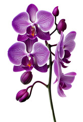 Fototapeta na wymiar purple orchid isolated on a transparent background. Spring flowers for layouts, cards, mockups, invitation etc.