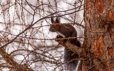 Wiewiórka pospolita Sciurus vulgaris © Sawomir
