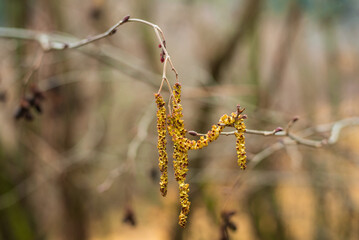 Alder catkins on a branch against the background of a spring forest.