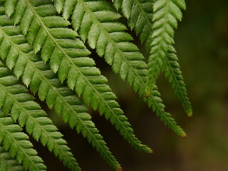 fern leaf in the forest