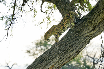 Naklejka na ściany i meble Leopard on a tree in Botswana
