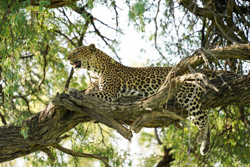 Fototapeta na wymiar Leopard on a tree in Botswana