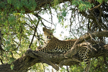 Leopard on a tree in Botswana