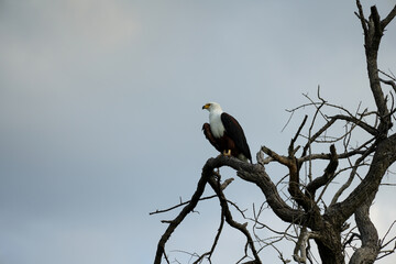 Eagle on a tree in Botswana