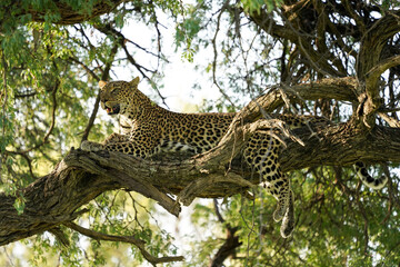 Leopard on a tree in Botswana