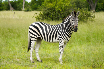 Fototapeta na wymiar Zebra in Botswana