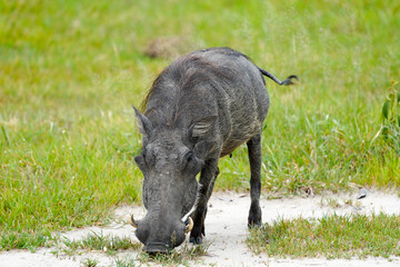 Wardhog in Botswana
