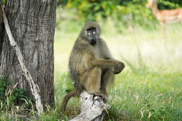 Monkey in Botswana