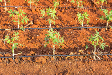 Yucca sprouts growing on the ground in thailand.