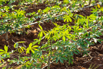 Yucca sprouts growing on the ground in thailand.
