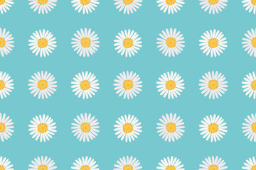 daisy flower seamless pattern vector . Floral texture collection for textile and fashion design. Spring botanical print.