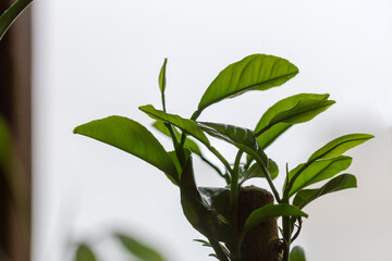 Young shoots on stalk of citrus tree growing indoor closeup
