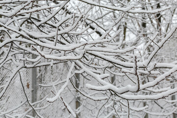 Background of tree branches covered with snow at cloudy day