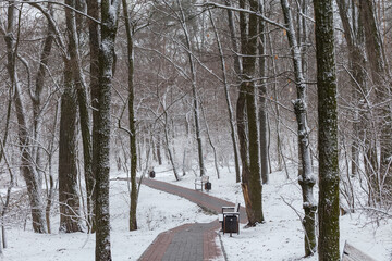 Paved walkway between old trees in winter snowy city park