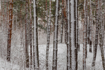 Fragment of the pine and deciduous forest during a snowfall