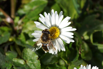 Obraz premium Female common drone fly, Eristalis tenax, family syrphidae on a flower of common daisy, Bellis perennis, family Asteraceae at the end of the winter. March 