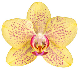 Yellow and pink orchid isolated on white background, front view close-up of cut-out flower head