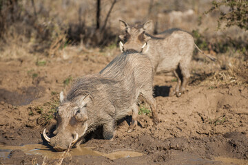 warthog in the wild