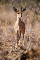 Klipspringer in the bush
