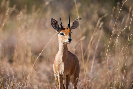Klipspringer in the african bush