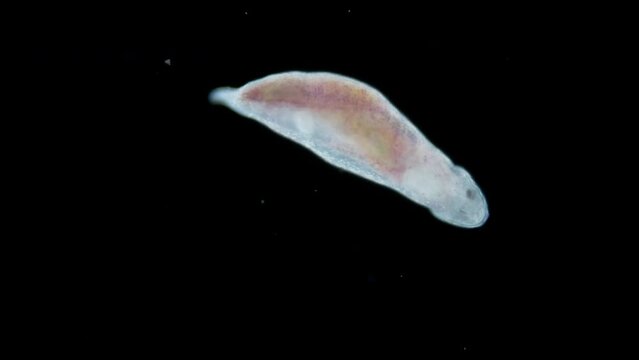 Turbellaria worm under the microscope, Platyhelminthes phylum. Possibly Macrostomidae. Sample found in the Indian Ocean