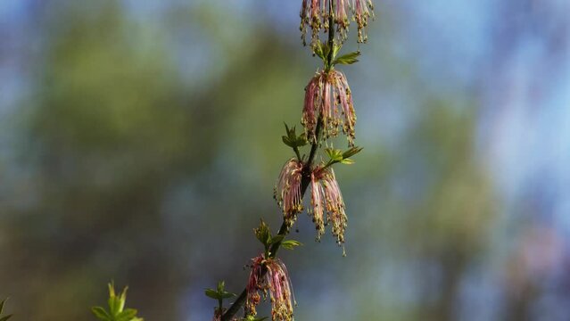 The flower of Acer negundo, the box elder, boxelder maple, Manitoba maple or ash-leaved maple