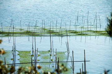 青海苔の養殖いかだ（英虞湾）