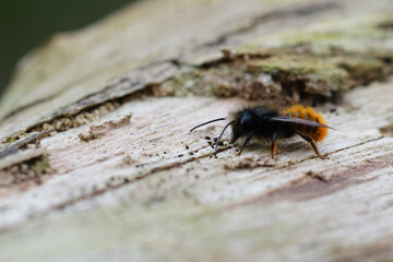 Closeup on a small black and orange fluffy male, European orchard horned mason solitary bee, Osmia cornuta