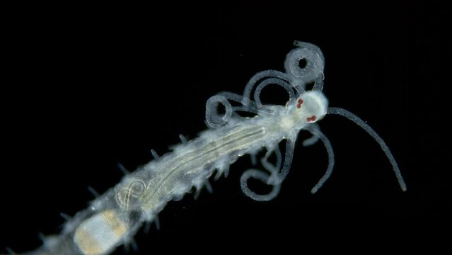 Worm family Syllidae under a microscope, Polychaeta class, was found in Indian Ocean, in front of it has many palps with which predator is looking for prey
