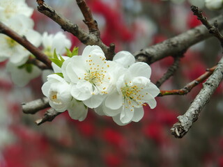 白い満開の花桃の花