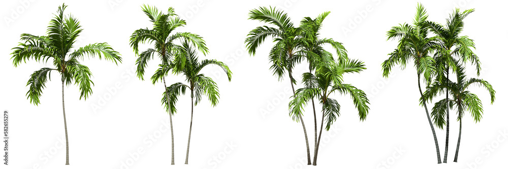 Poster palm trees shapes cut out transparent backgrounds 3d rendering png file