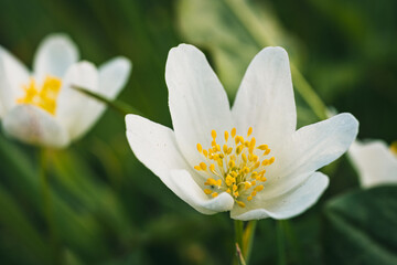 Anemone Blüte Frühling