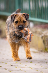 Cute little Border terrier puppy. The little dog is playing in the garden. 