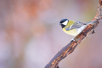 Great Tit (Parus Major) on branch. Wildlife scenery.