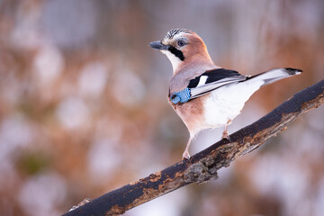 Dendrocopos major, Great spotted woodpecker . Wildlife